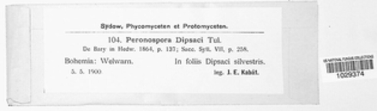 Peronospora dipsaci image